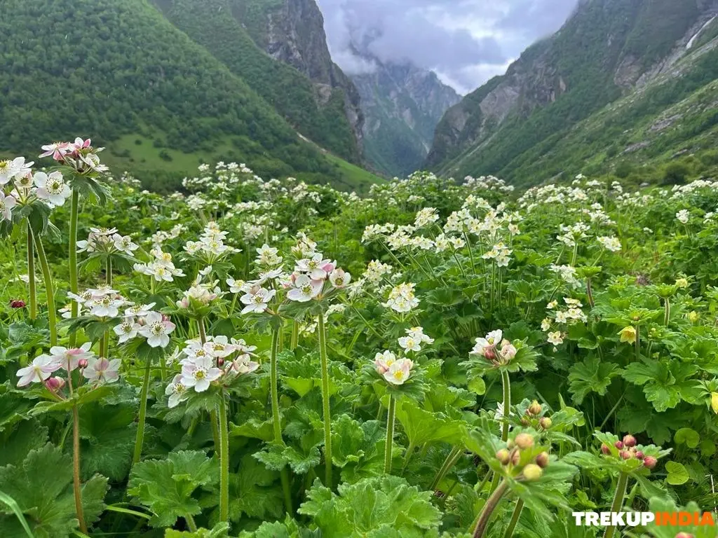 batch-valley-of-flowers-trek-1.webp
