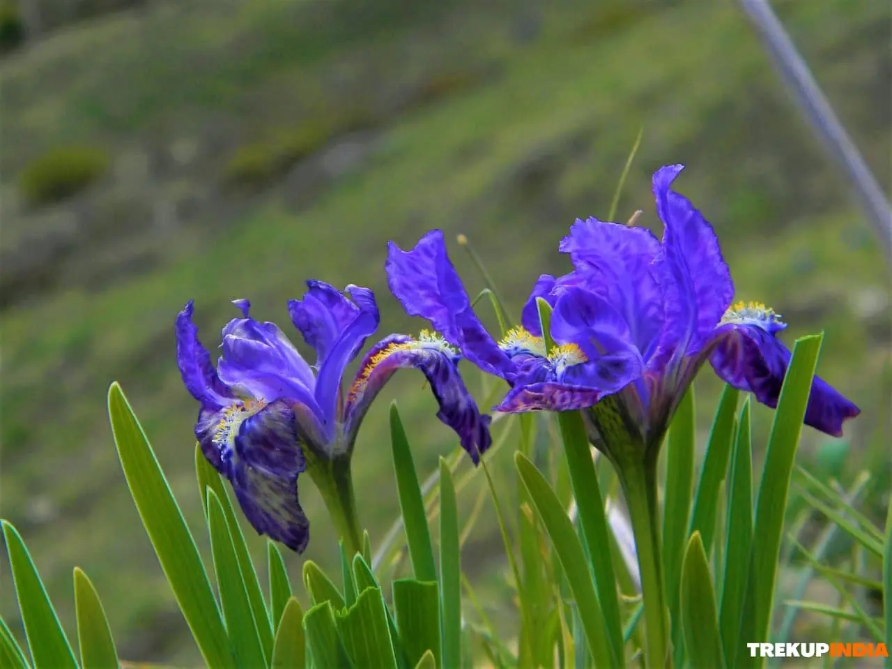 batch-valley-of-flowers-trek-12-1.webp