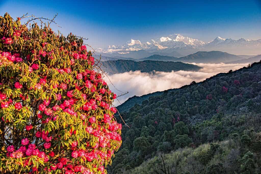 rhododendron
